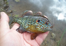 LUIS SÁNCHEZ ANAYA 's Fly-fishing Picture of a Sunfish – Fly dreamers 