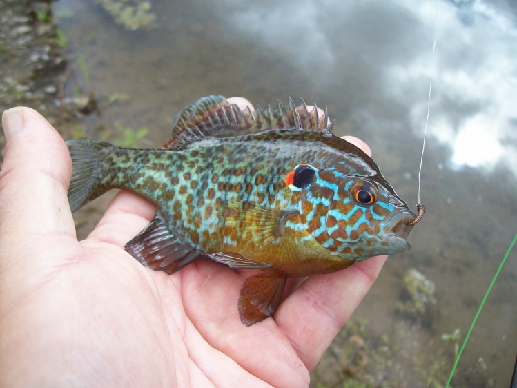 Cuando los barbos, carpas o black bass, se muestran reacios o brillan por su ausencia, este pequeño pez , gracias a su combatividad, puede ayudarnos a pasar un rato  entretenido.