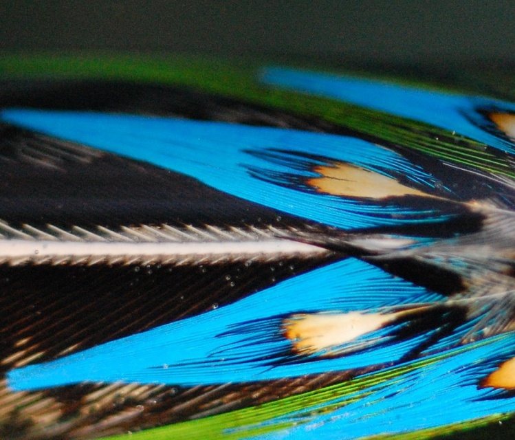 Feather inlay. Aplicación de plumas naturales.