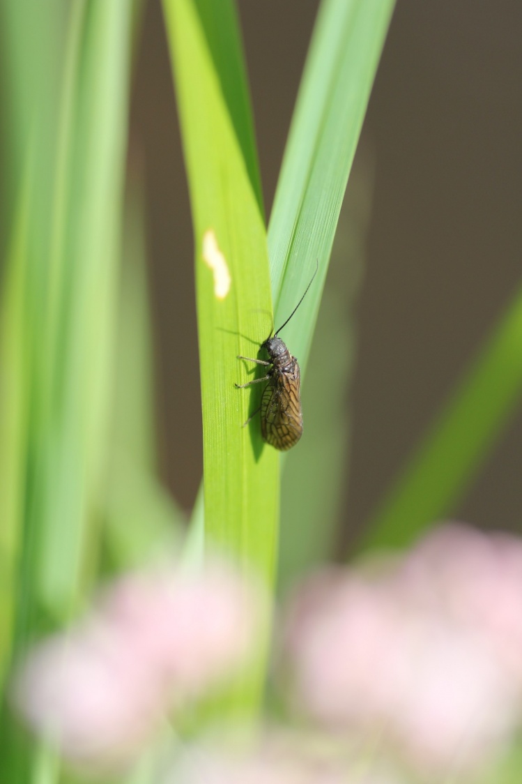 Caddis/Alderfly