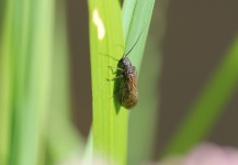 Fly-fishing Entomology Photo shared by Stig M. Hansen – Fly dreamers 