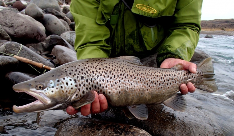 www.lavaguada.cl: Salmo Ferox un poderoso ejemplar de las aguas de "Rios Patagonicos Outfitters Guide Service".
Otro gran momento VISION FLY FISHING en la Patagonia del sur de Chile.