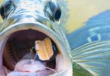  Fotografía de Pesca con Mosca de Tucunare - Pavón compartida por Rafael Costa – Fly dreamers