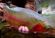Brett Macalady 's Fly-fishing Picture of a Rainbow trout – Fly dreamers 