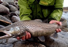 Fly-fishing Photo of Brown trout shared by La Vaguada  Fly Fishing – Fly dreamers 