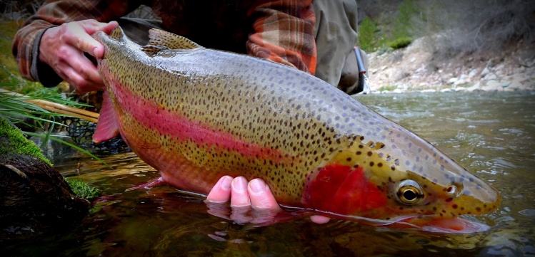 Sub Surface Bow