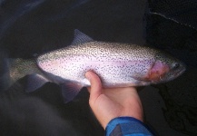 Stillwater trout