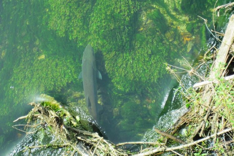 Large (1m+) Danube Salmon (hucho hucho) under the bridge in Vrhnika city