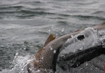 Brown trout Fly-fishing Situation – Leonel  Madeja shared this () Image in Fly dreamers 