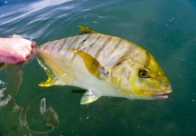 Fly-fishing Pic of Golden Trevally shared by Gillie Greenberg – Fly dreamers 