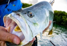 Gillie Greenberg 's Fly-fishing Photo of a Barramundi – Fly dreamers 