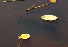  Fotografía de Pesca con Mosca de Tararira por Mau Velho – Fly dreamers 