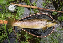 Michael Csmereka 's Fly-fishing Picture of a Brown trout – Fly dreamers 