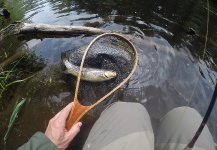 Farmington River !!!  ''Tan Caddis hatch''  5-24-2014