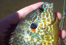 Fly-fishing Image of Sunfish shared by LUIS SÁNCHEZ ANAYA – Fly dreamers