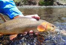 Fly-fishing Picture of Cutthroat shared by Matthew Campanella – Fly dreamers