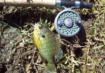 Fly-fishing Picture of Sunfish shared by LUIS SÁNCHEZ ANAYA – Fly dreamers