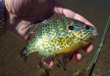 LUIS SÁNCHEZ ANAYA 's Fly-fishing Photo of a Sunfish – Fly dreamers 