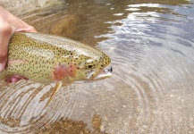  Captura de Pesca con Mosca de Trucha arcoiris por Emiliano Signorini – Fly dreamers