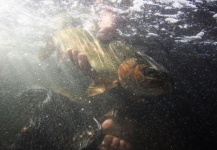  Fotografía de Pesca con Mosca de Trucha arcoiris por Dave McCoy – Fly dreamers