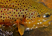 Fly-fishing Image of Brown trout shared by Brett Macalady – Fly dreamers