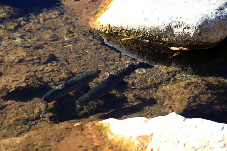 A pair of wild brown trout paired up for spawn.