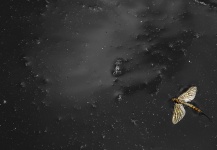  Mira esta fotografía de Entomología y Pesca con Mosca de P-A Nilsson – Fly dreamers