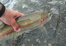  Foto de Pesca con Mosca de Trucha arcoiris compartida por Emiliano Signorini – Fly dreamers