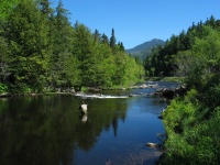 Fly fishing picture