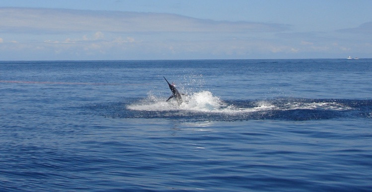 Blue Marlin on Sea Lady in Quepos, CR.