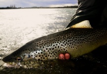 Chelo . 's Fly-fishing Photo of a Brown trout – Fly dreamers 