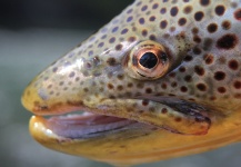 Fly-fishing Image of Brown trout shared by Mountain Made Media – Fly dreamers