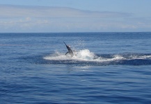 Fly-fishing Situation of Marlin shared by John Kelly 