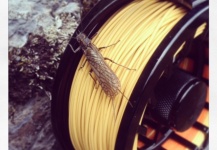 Interesting Fly-fishing Entomology Photo shared by Emmanuel  Colliard – Fly dreamers 