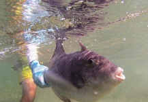 Jose Miguel Lopez Herrera 's Fly-fishing Catch of a Triggerfish – Fly dreamers 