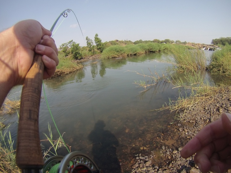 Small tigerfish in the shallows of the Komati River