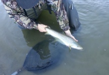 Jeremy Treweek 's Fly-fishing Picture of a Brown trout – Fly dreamers 