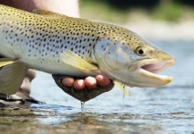Mark Wallace 's Fly-fishing Image of a Brown trout – Fly dreamers 