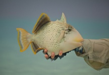 Tom Hradecky 's Fly-fishing Image of a Triggerfish – Fly dreamers 