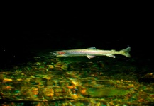  Foto de Pesca con Mosca de Trucha arcoiris compartida por Cathy Beck – Fly dreamers