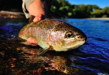  Fotografía de Pesca con Mosca de Trucha arcoiris por Cathy Beck – Fly dreamers