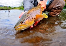  Imagen de Pesca con Mosca de Trucha marrón por Cathy Beck – Fly dreamers