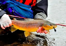 Cathy Beck 's Fly-fishing Image of a Brown trout – Fly dreamers 