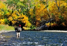 Rainbow trout Fly-fishing Situation – Cathy Beck shared this Image in Fly dreamers 