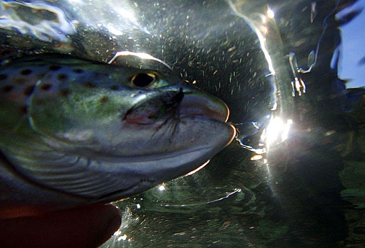 www.lavaguada.cl: Trucha marrón y Soft Hackle bajo el agua y contra luz.  Aguas del sur de Chile.