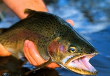  Foto de Pesca con Mosca de Trucha arcoiris compartida por Duranglers Flies And Supplies – Fly dreamers