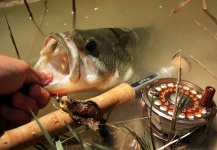  Fotografía de Pesca con Mosca de Bass de boca grande - Lubina Negra por Edu Cesari – Fly dreamers 