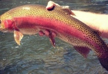  Imagen de Pesca con Mosca de Trucha arcoiris por Duranglers Flies And Supplies – Fly dreamers