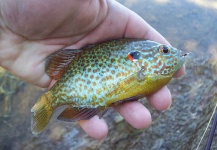 LUIS SÁNCHEZ ANAYA 's Fly-fishing Pic of a Sunfish – Fly dreamers 