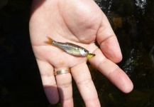 Mau Velho 's Fly-fishing Image of a Piabanha – Fly dreamers 